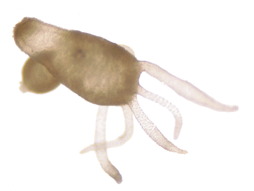 Benthic specimen